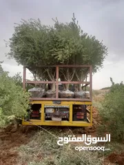  16 اشجار زيتون ونخيل عربي واشنطني