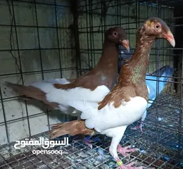  4 حمام الماني نخب جواز وفردات