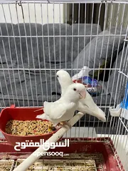 5 جوز روز البينو عين حمرا حبات جامبو بالصلاه على النبي الطيرة فل لامه قش وقريب تبيض ان شاءالله