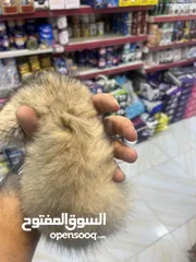  5 مفاجأة سارة عرض خاص جدا جدا على سكوتش ستريت ny12 طفرة نادرة لعبة تبارك الرحمن