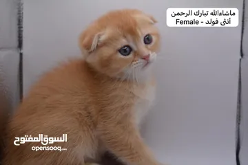  18 سكوتش كيتن فولد وستريت الوان مميزه ليلك ومشمشي وغيرها 15 كيتن