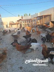  5 فراخ بلدي وبندوق براهما عمر شهرين ونص عددهم 150 تقريبا نسبه الفرخات تفوق 90%