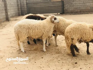  6 تبارك الله