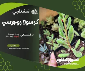  4 عروض رائعة على العصاريات الأروع . هناك نباتات اخرى وعروض اخرى تابعونا للمزيد