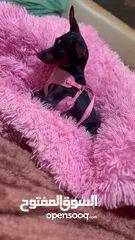  7 Mini pinscher puppies