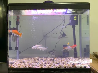  1 New aquarium with 12 fishes plus a thermometer and a filter pump