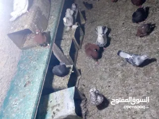  11 جوز حمام يمامه للبيع صحه ونضافه وشغال