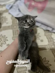  3 قطط سكوتش فولد