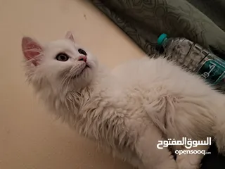  6 قط شيرازي Male pet Persian cat  ذكر. قابل للتفاوض  بأفضل الأسعار