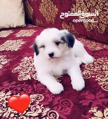 2 ( جراء مني شيتزو _ Xs الحجم القصير بيور ) أهالي مستورده