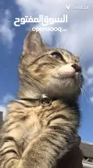  2 قط منزلي نوعة مكس