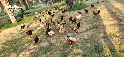  5 Gulf Cemani Chicken Farm