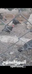 2 ديوك حبش. +ارانب + وزتين للبيع