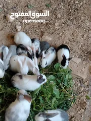  22 ارانب بلدي.. فرنسي..الذبح...جميع الوان والعمار وانثى وذكور...