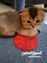  1 pure bred Scottish fold kittens 4 available for sale