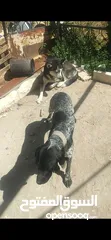 2 مجموعة كلاب للبيع