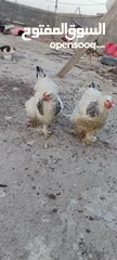  2 دجاج براهما للبيع