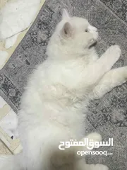  5 قطه مع بيت تفصيل