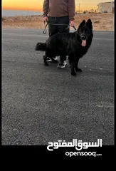  5 German shepherd male for stud