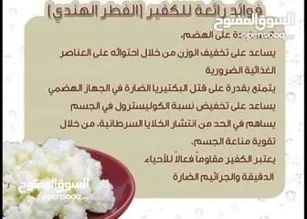  4 الكفير او الكيفير ( الفطر الهندي ) لزياده مناعة الجسم