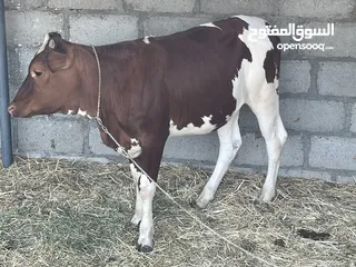  2 لبيع عجله مال تربيه او ذبيحه سمنه فول فول