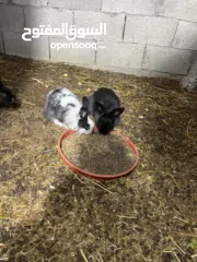  1 ارانب للبيع