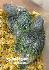  2 Ringneck Parrot (Mithu) Babies