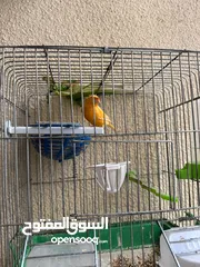  8 طيور كناري جاهزة بحالة وصحة جيدة