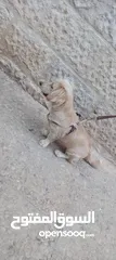  5 كلب كوكر سبانييل انثى عمرها 6أشهر لعوبة ذكية كيووووت لونها كابتشينو حلوووو حجم ميني للبيع