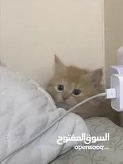  3 قطط لتبني وللبيع