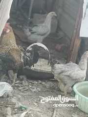  1 دجاج عرب مال بيت ملقح ديج ودجاجتين بياضات