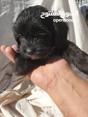  1 maltipo puppy