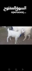  8 عنز وراها سخله بيضا برصا مميزه