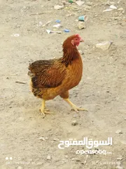  6 أرانب ودجاج للبيع شوف الصور والوصف