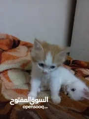  6 قطط صغيره شيرازية