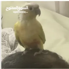  1 مطلوب طير انثى للتزاوج، Wanted a female bird for mating
