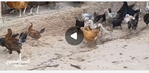  6 جاج فرخات وديوك  نخب للبيع