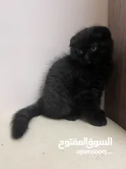  4 سكوتش فولد بيور  Scottish Fold pure