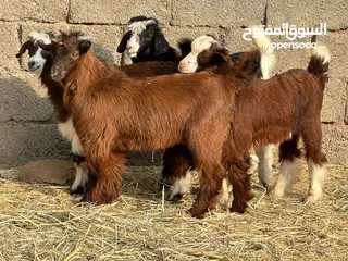  1 جدايا 4 +سخلات 2 جباليات سمان حلال نظيف 100٪  للتربيه وللذبح جاهزات