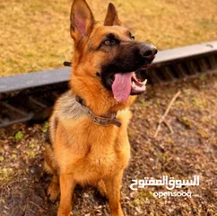  1 أنثى  جيرمن شرت هير