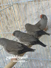  3 اربع جواز شاركول للبيع