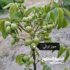  2 جميع انواع الشجارالمثمره ولزينه