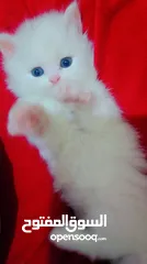  4 Available kittens for sale high quality breed Cats (Silver British breed & Scottish straight breed.)