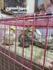  4 ببغاء كوكتيل اي لون