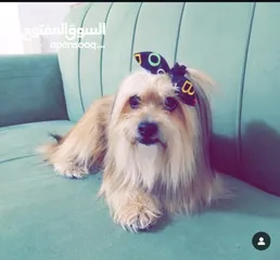  2 كلبة لاسا ابسو للبيع موجوده عمان ابو نصير