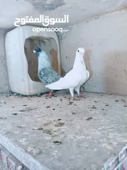  6 جواز نخب اول