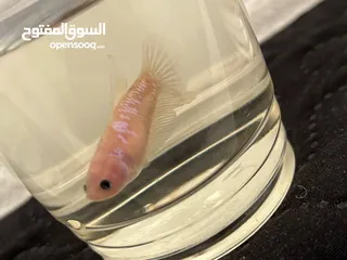  20 سمك فايتر واحواض للبيع
