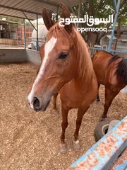  6 خيل عربيه للبيع