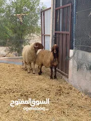  4 كبش نعيمي وجاعدة  اصل بيور