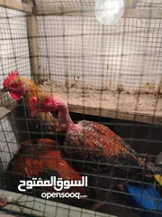  2 ديوجه عربي مخاليف